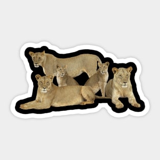 Lion Family - Lion - Lioness - Africa Sticker